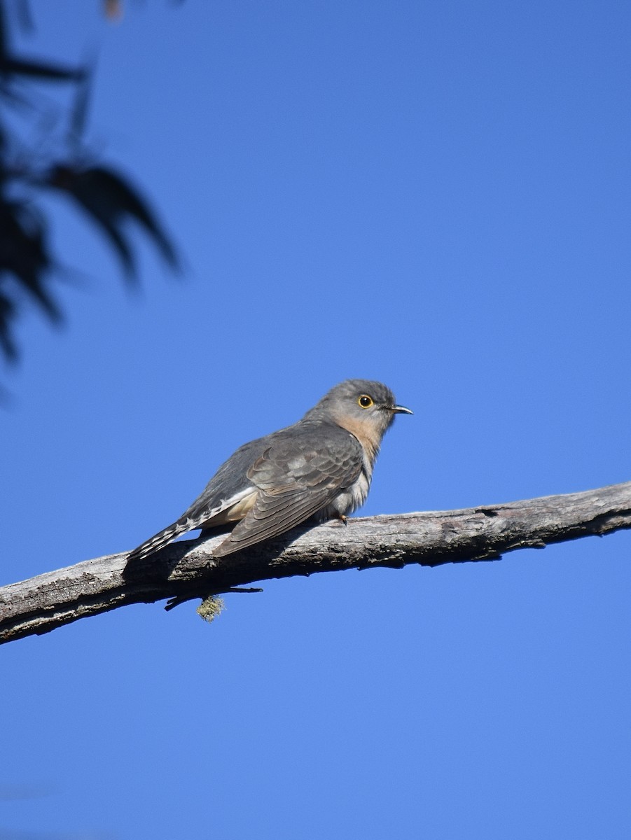 Fan-tailed Cuckoo - ML645828721