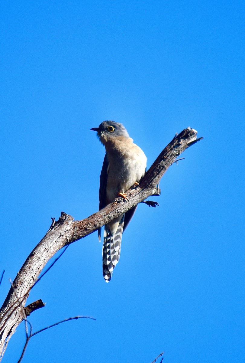 Fan-tailed Cuckoo - ML645828722