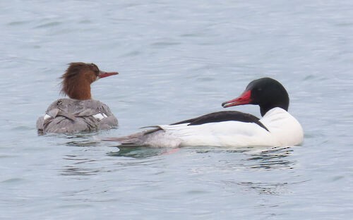 מרגון גדול - ML645828723
