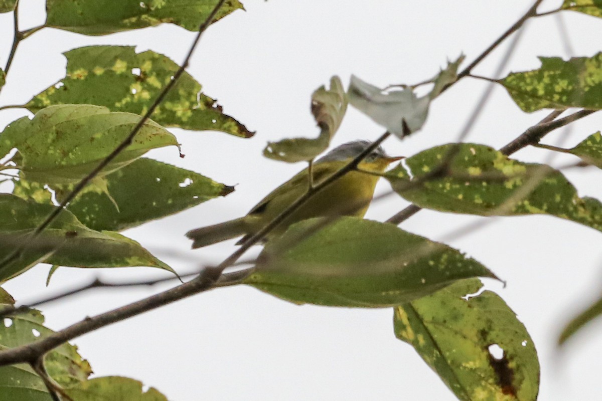 Gray-hooded Warbler - ML645828724