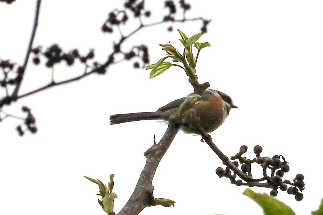Black-throated Tit - ML645828725