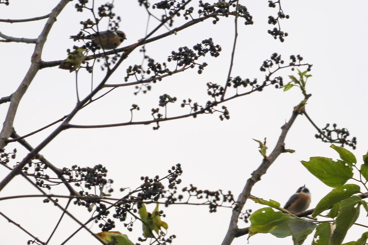 Black-throated Tit - ML645828726