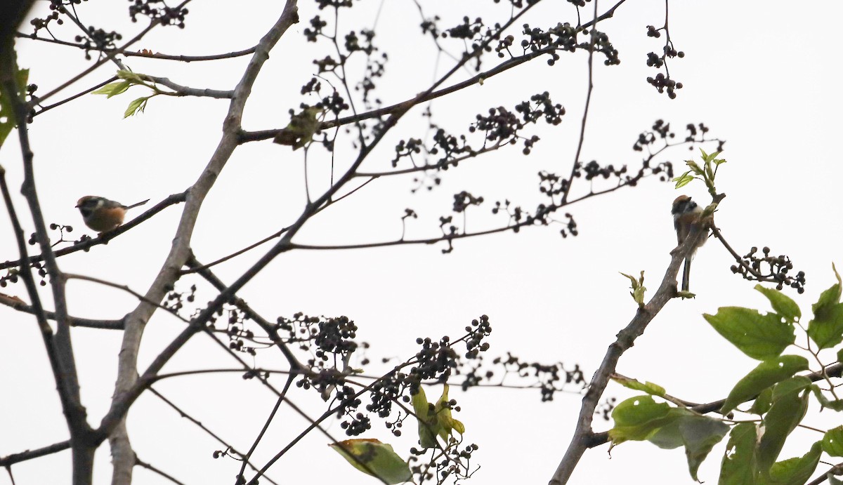 Black-throated Tit - ML645828727