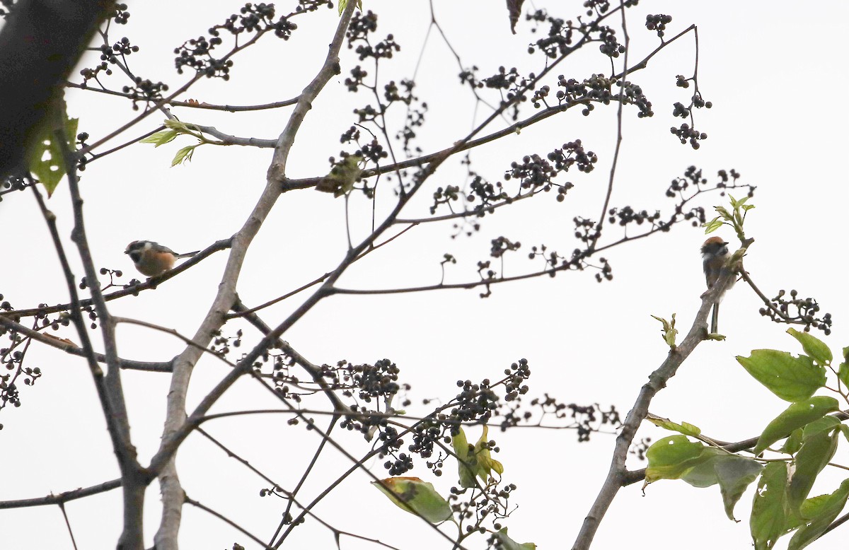 Black-throated Tit - ML645828728