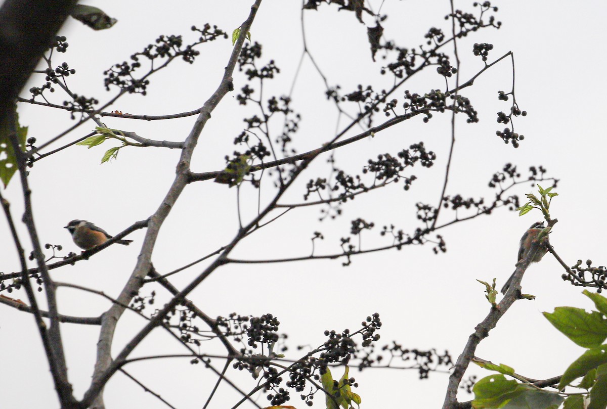 Black-throated Tit - ML645828729