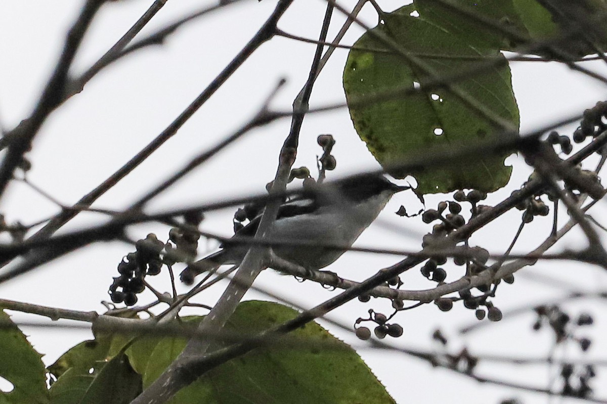 Little Pied Flycatcher - ML645828730