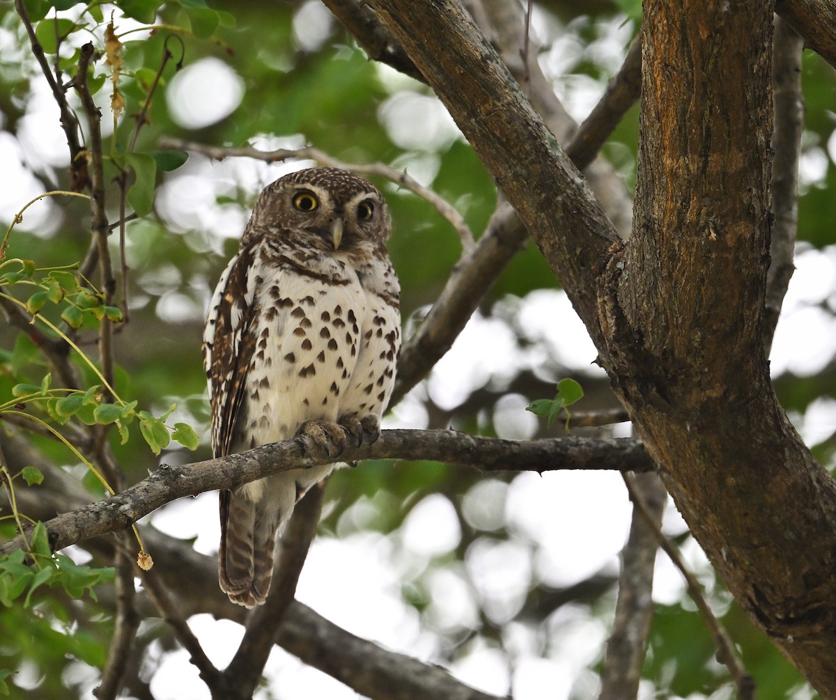 African Barred Owlet - ML645828731