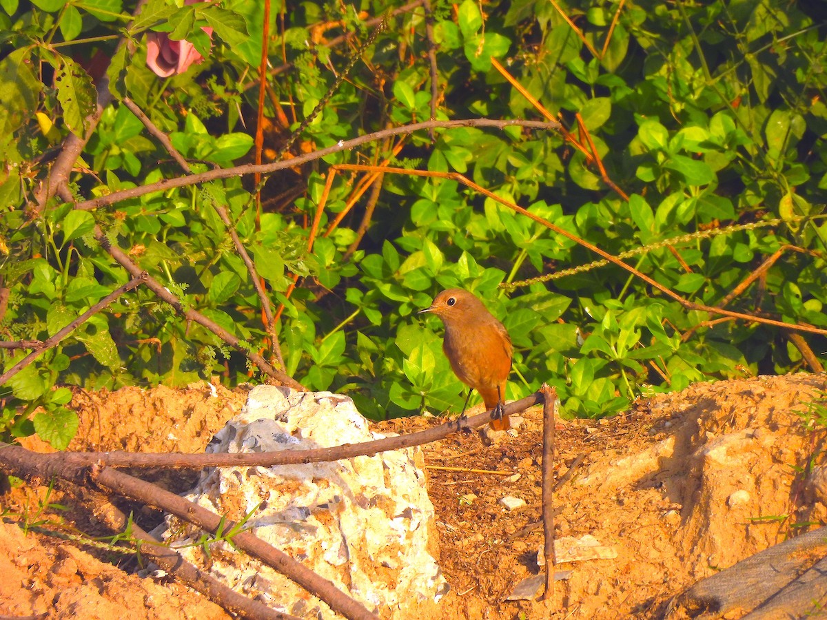 Black Redstart - ML645828760