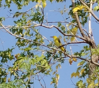 Indian Golden Oriole - ML645828783