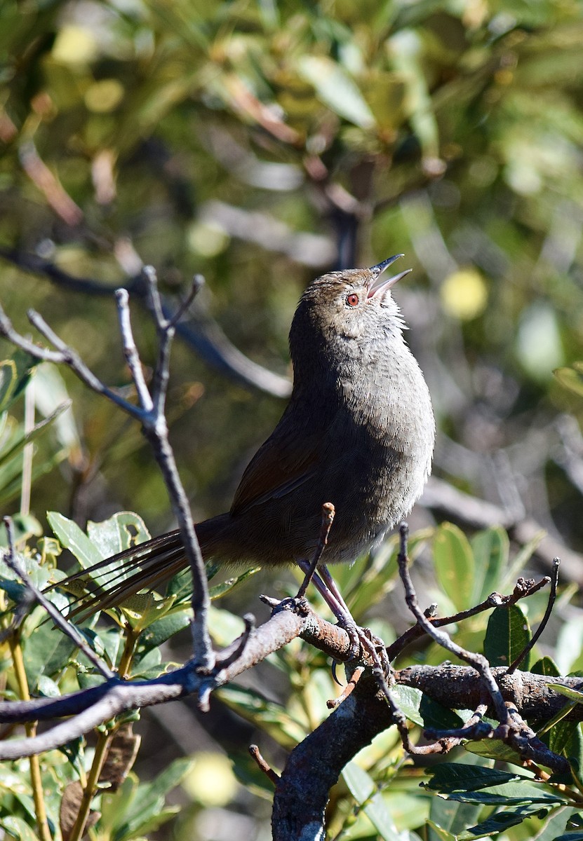 Eastern Bristlebird - ML645828784