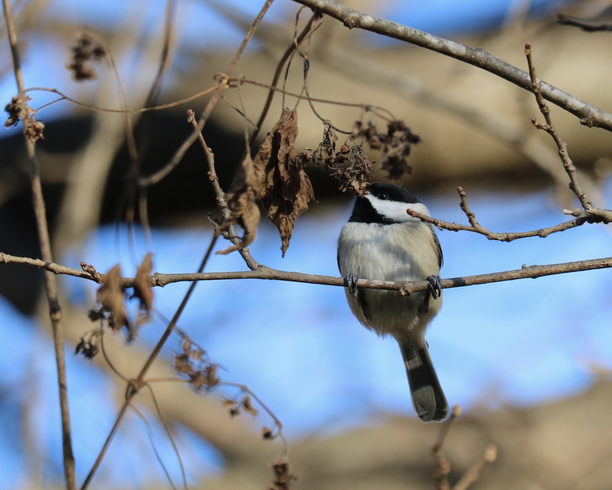 Carolina Chickadee - ML645828790