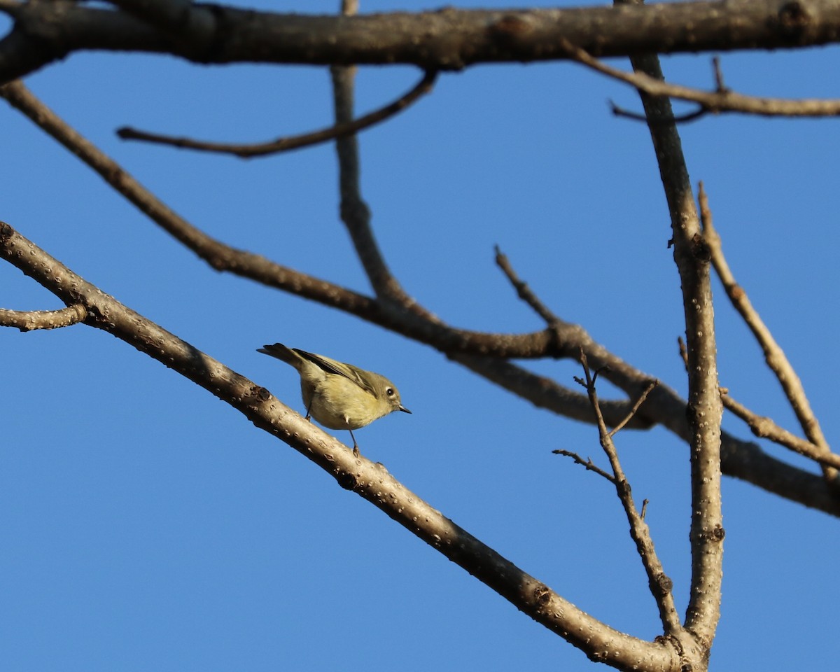 Ruby-crowned Kinglet - ML645828792
