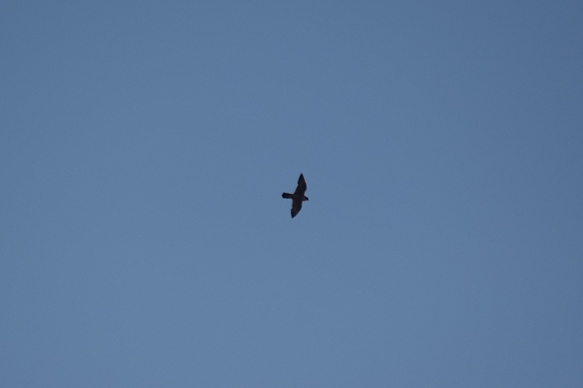 sokol stěhovavý - ML645828793