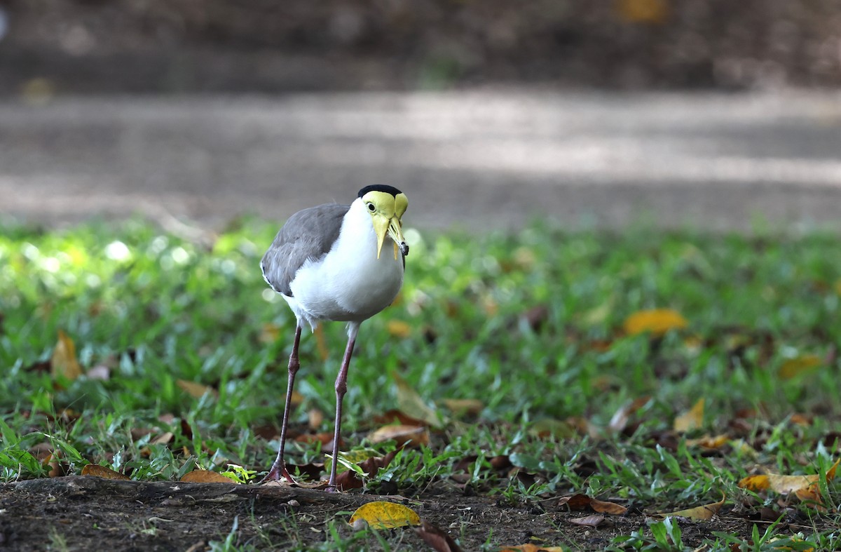 Hegabera maskaraduna - ML645828796