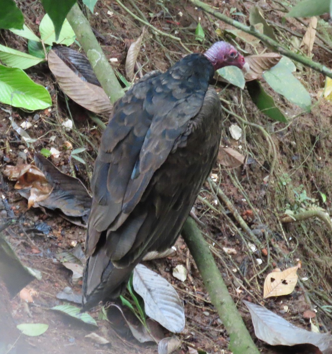 Turkey Vulture - ML645828797