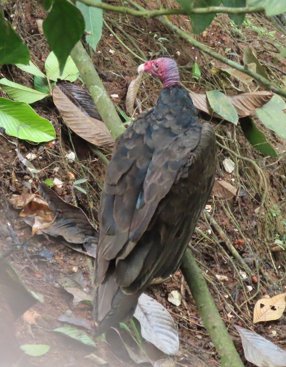 Turkey Vulture - ML645828798