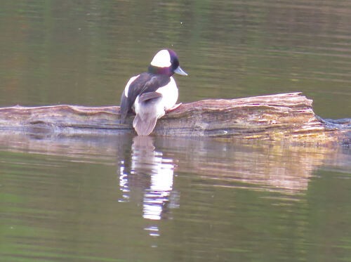 Гоголь-головастик - ML645828807