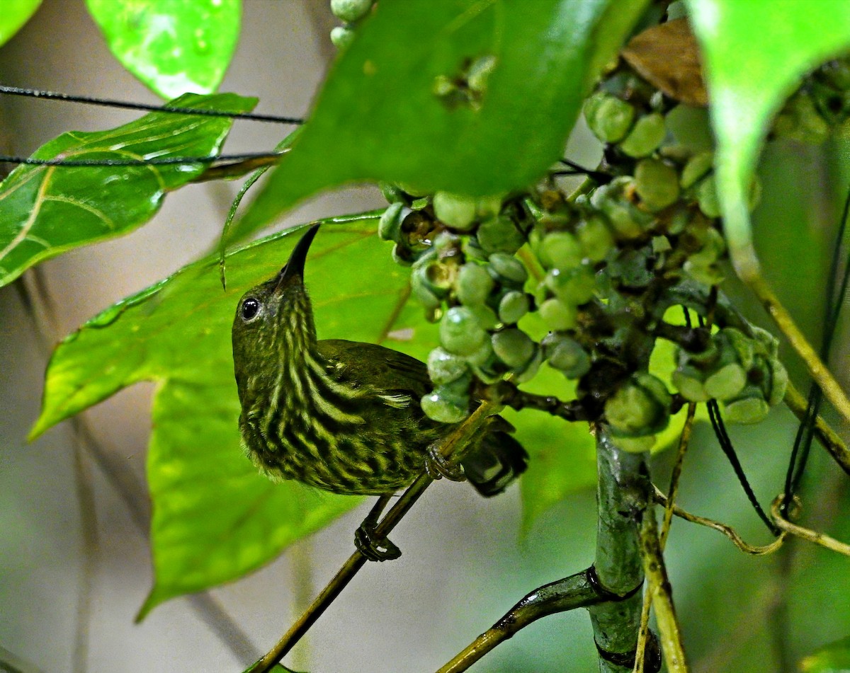 Purple-naped Spiderhunter - ML645828809