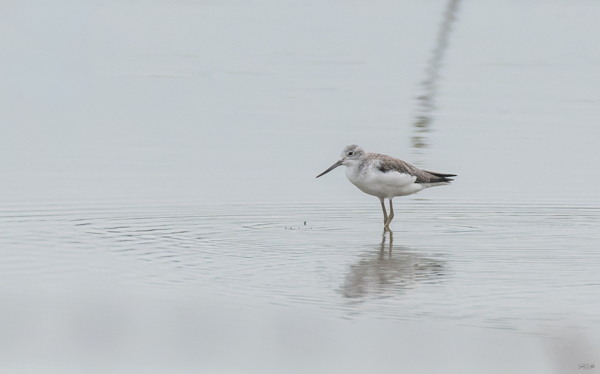 Common Greenshank - ML645828810