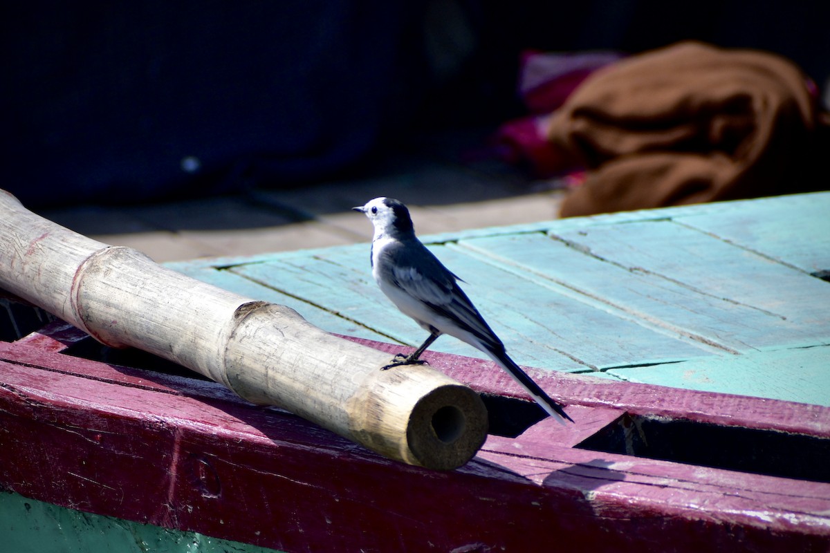 Bergeronnette grise - ML645828816