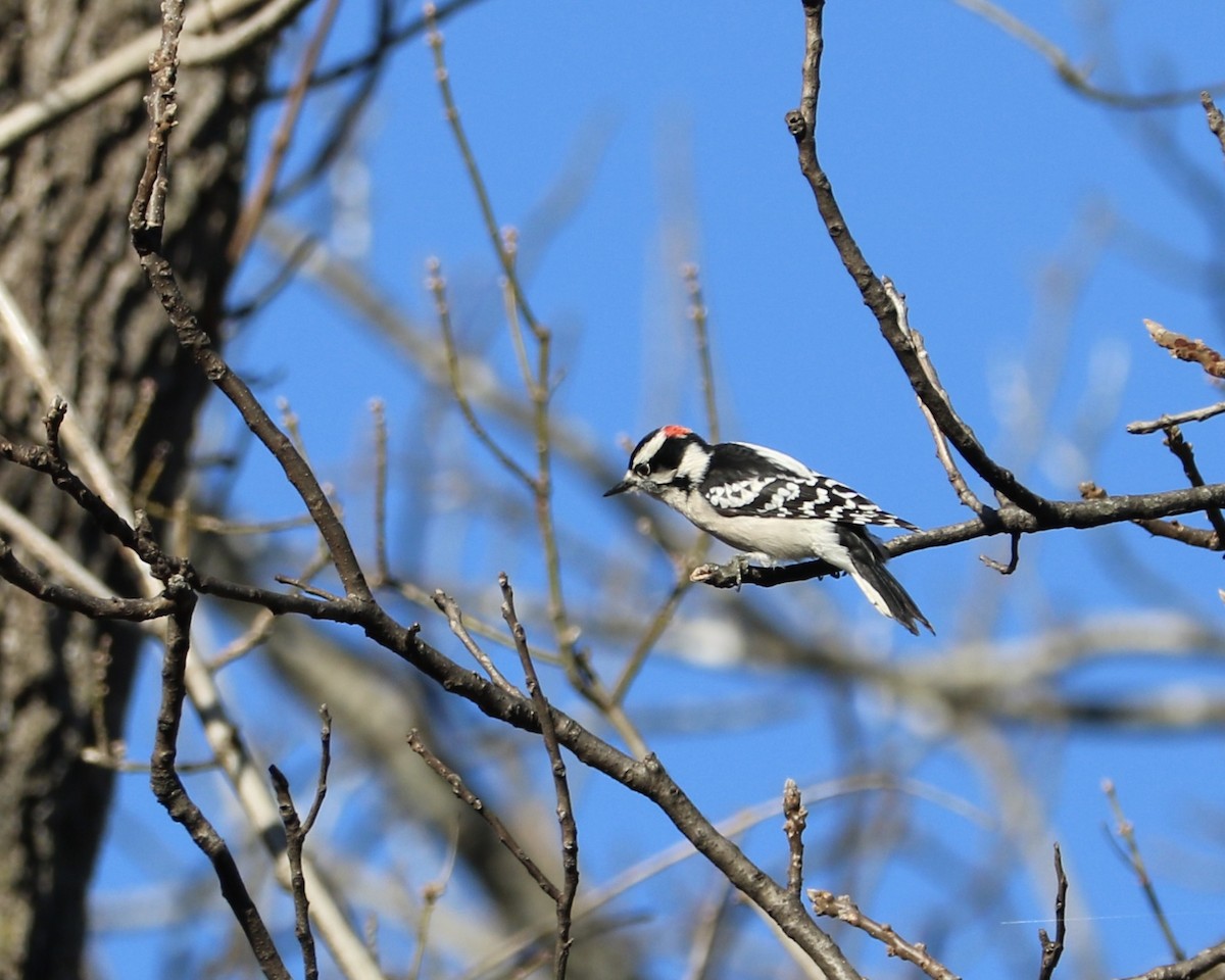 Downy Woodpecker - ML645828817