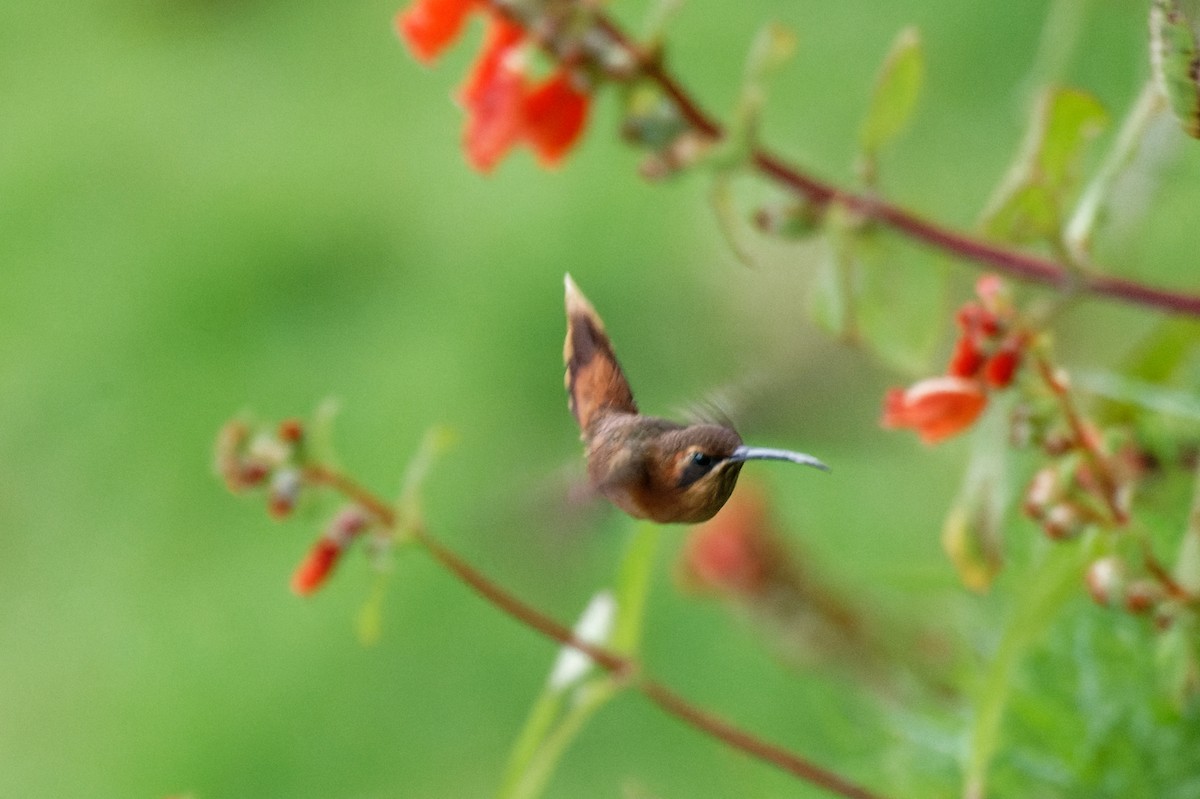 Stripe-throated Hermit - ML645828821