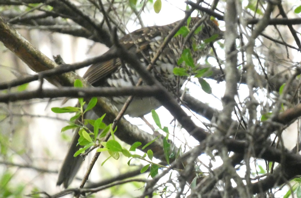 Bassian Thrush - ML645828822