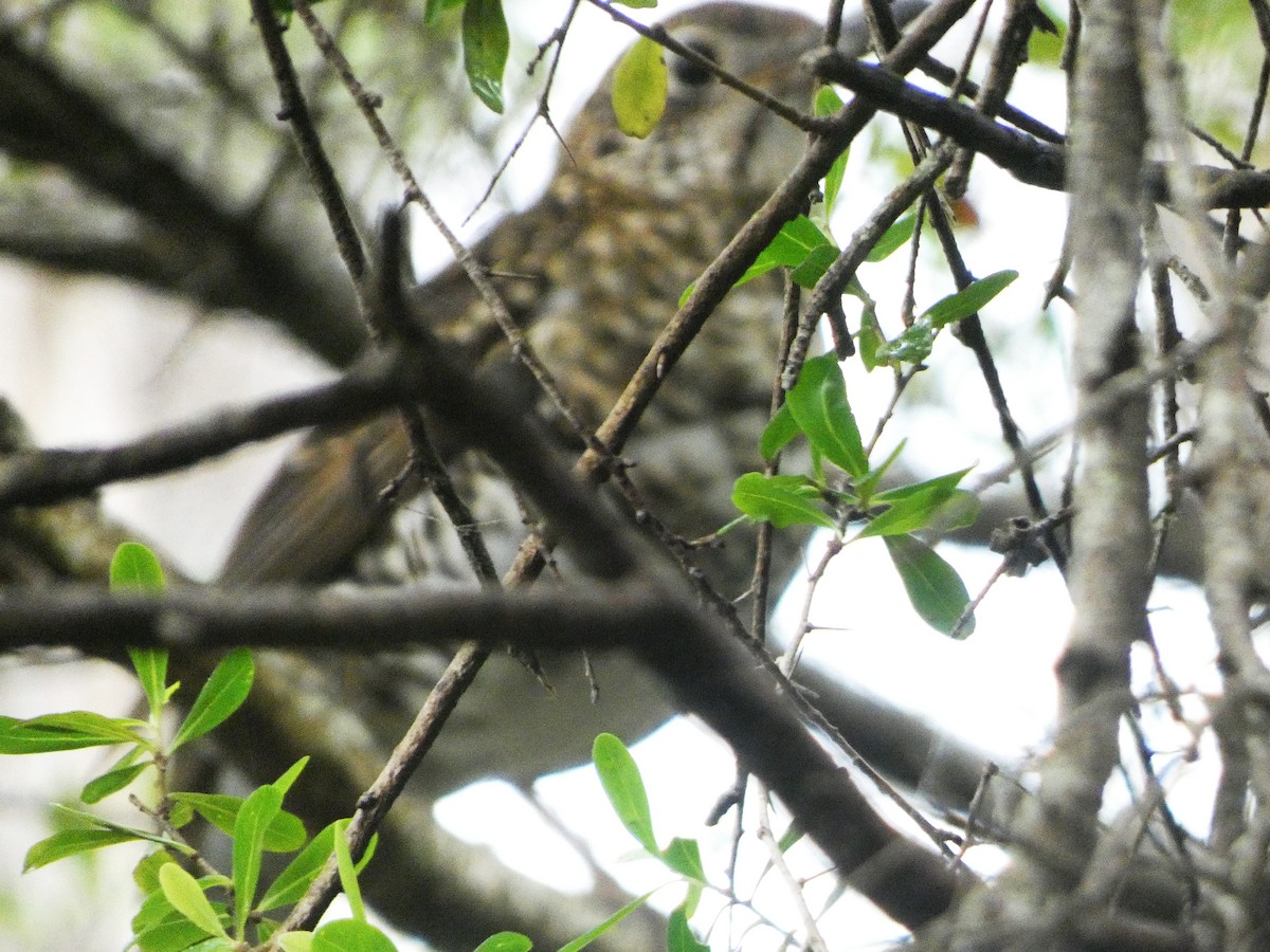 Bassian Thrush - ML645828823