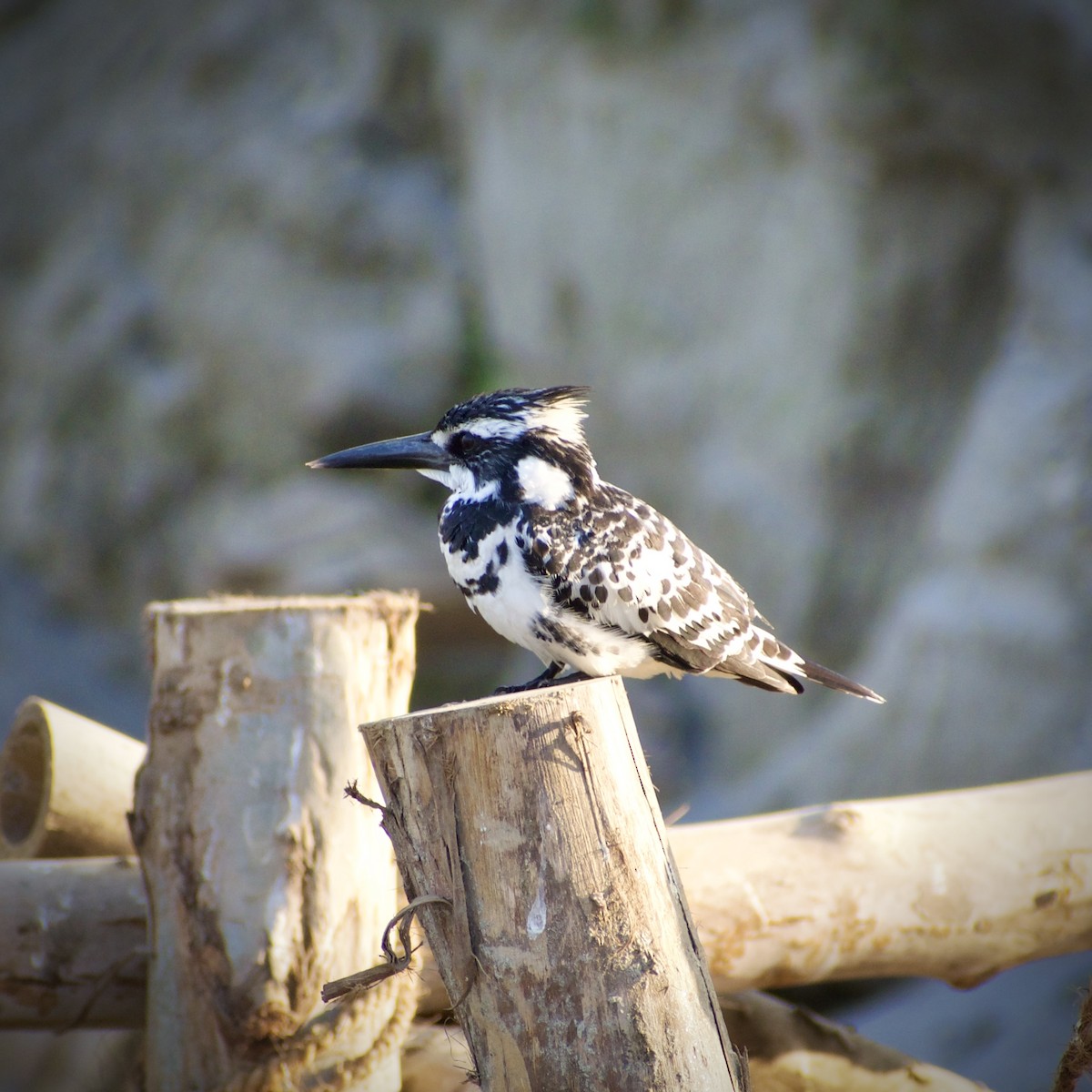 Pied Kingfisher - ML645828825