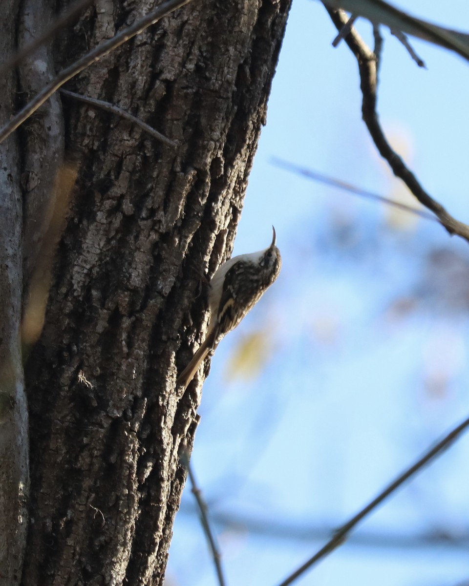 Brown Creeper - ML645828828