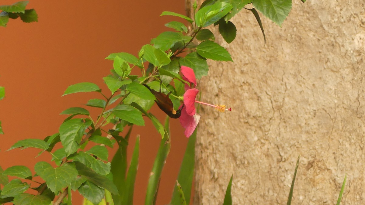 Buff-throated Sunbird - ML645828832