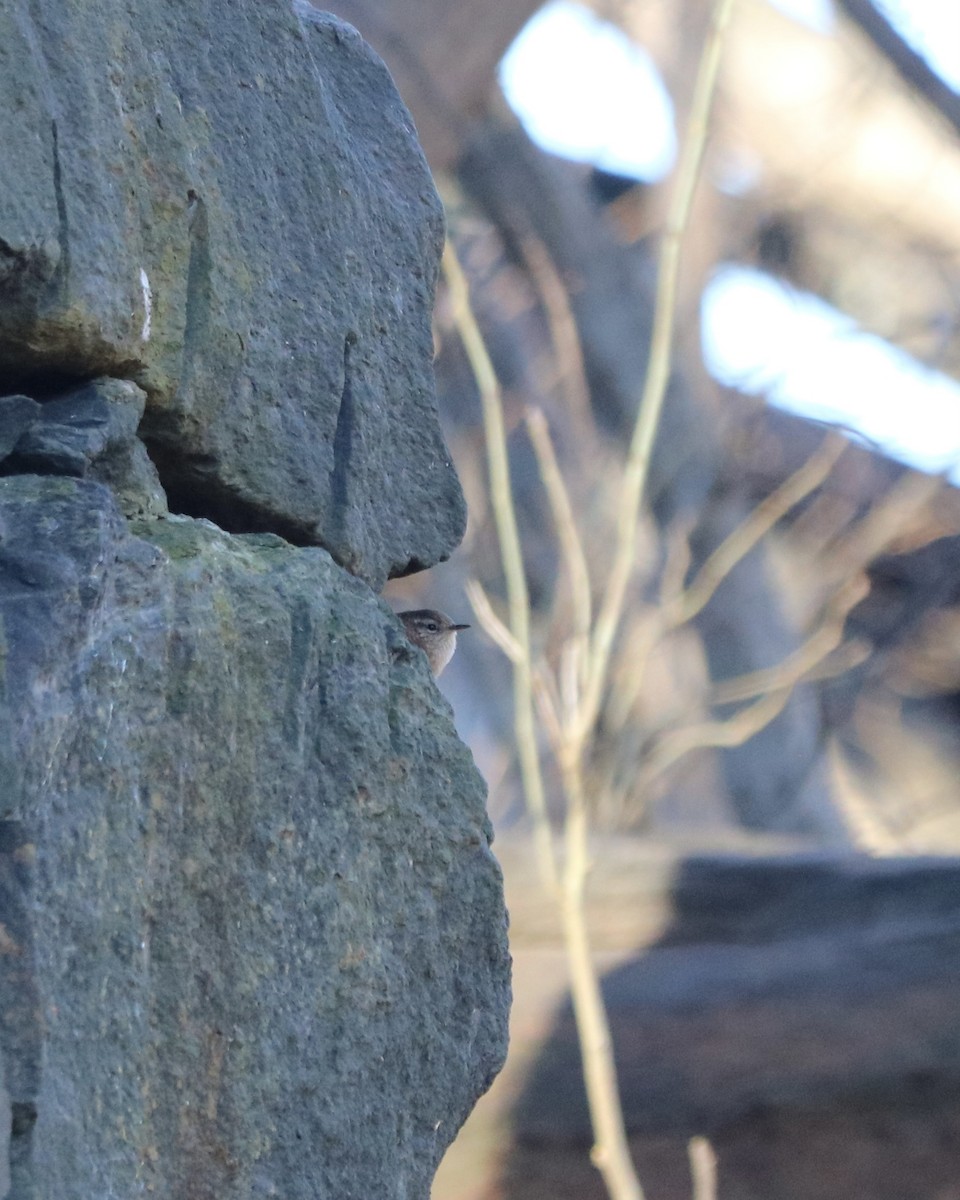 Winter Wren - ML645828833