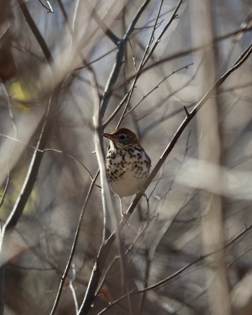 Hermit Thrush - ML645828836