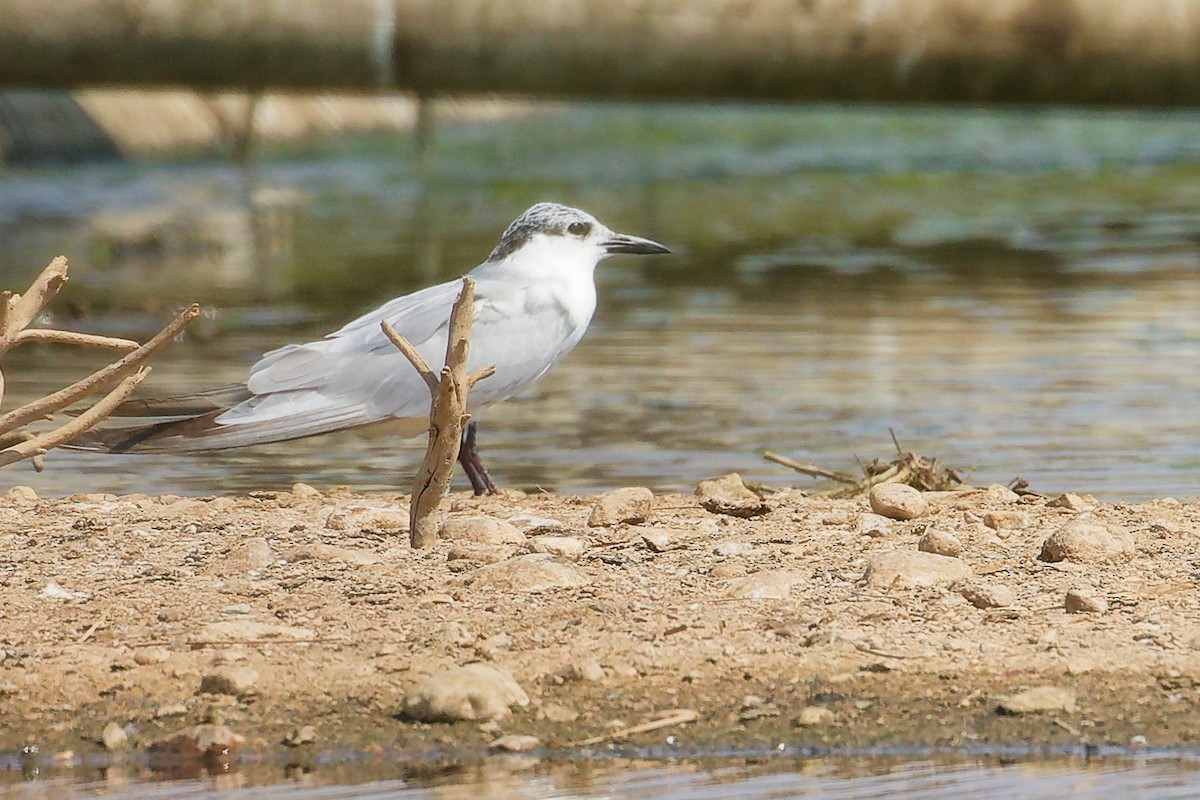 Whiskered Tern - ML645828837