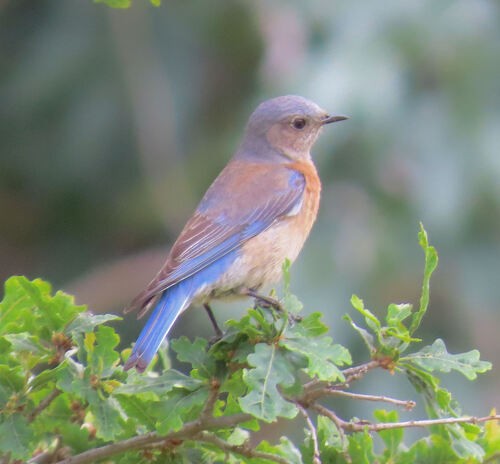 Western Bluebird - ML645828838