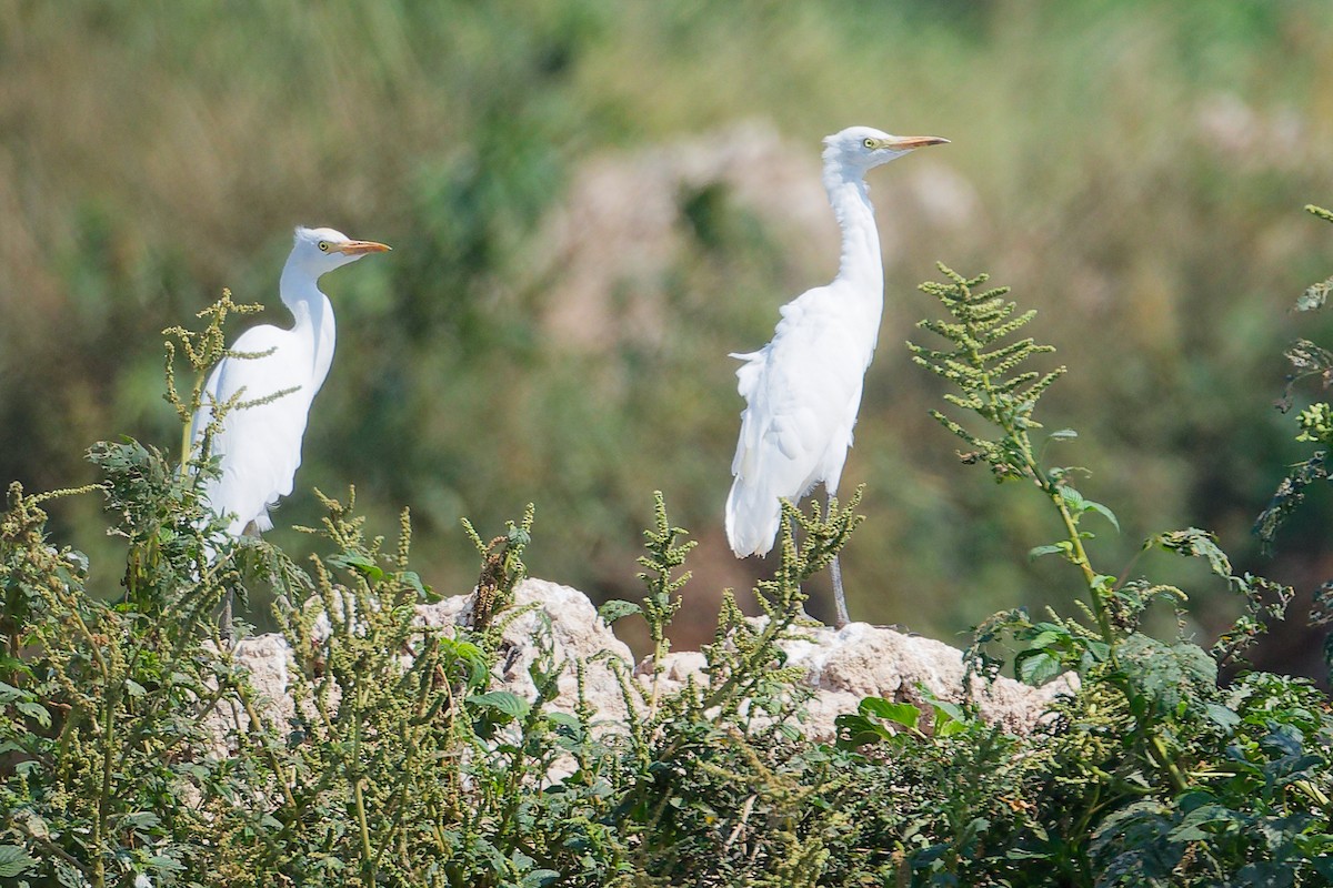 Western Cattle-Egret - ML645828841