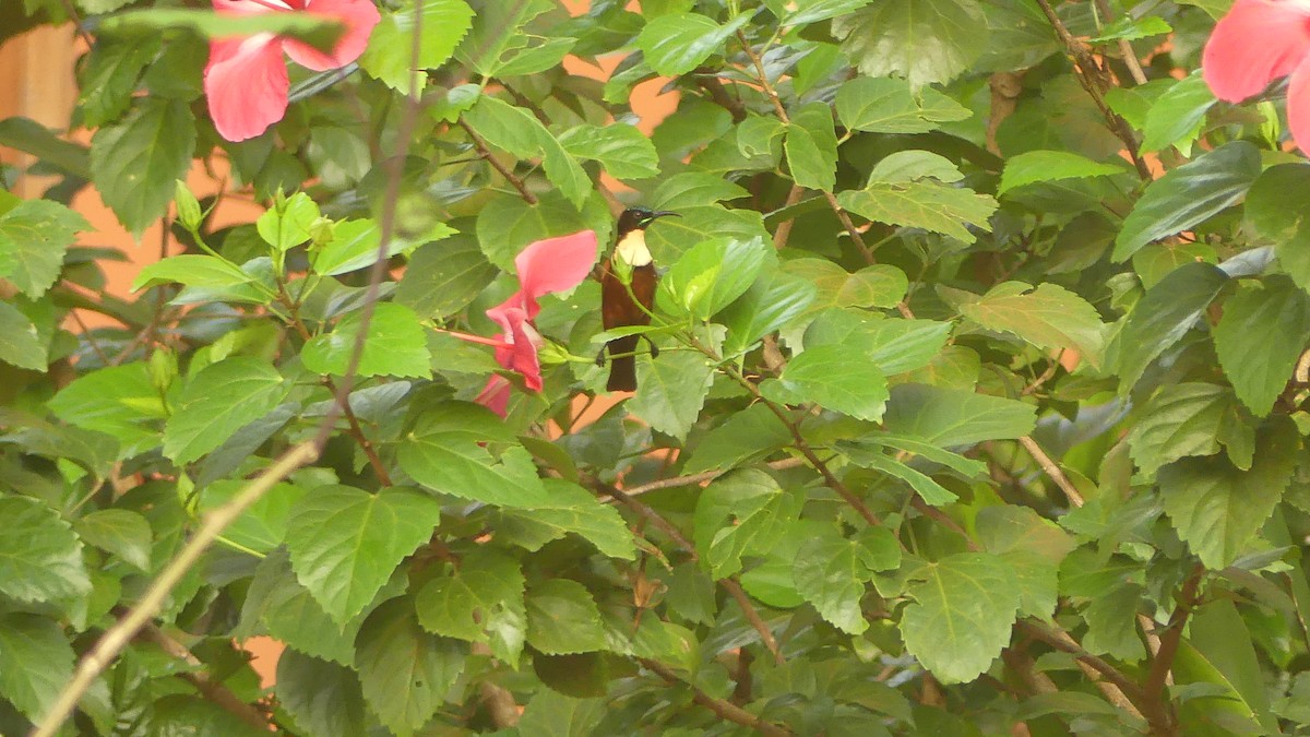 Buff-throated Sunbird - ML645828842