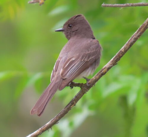 Black Phoebe - ML645828845