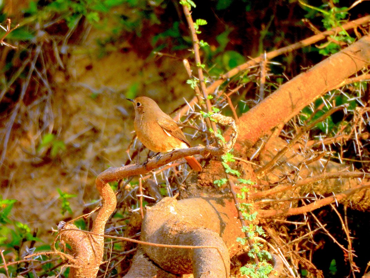 Black Redstart - ML645828846