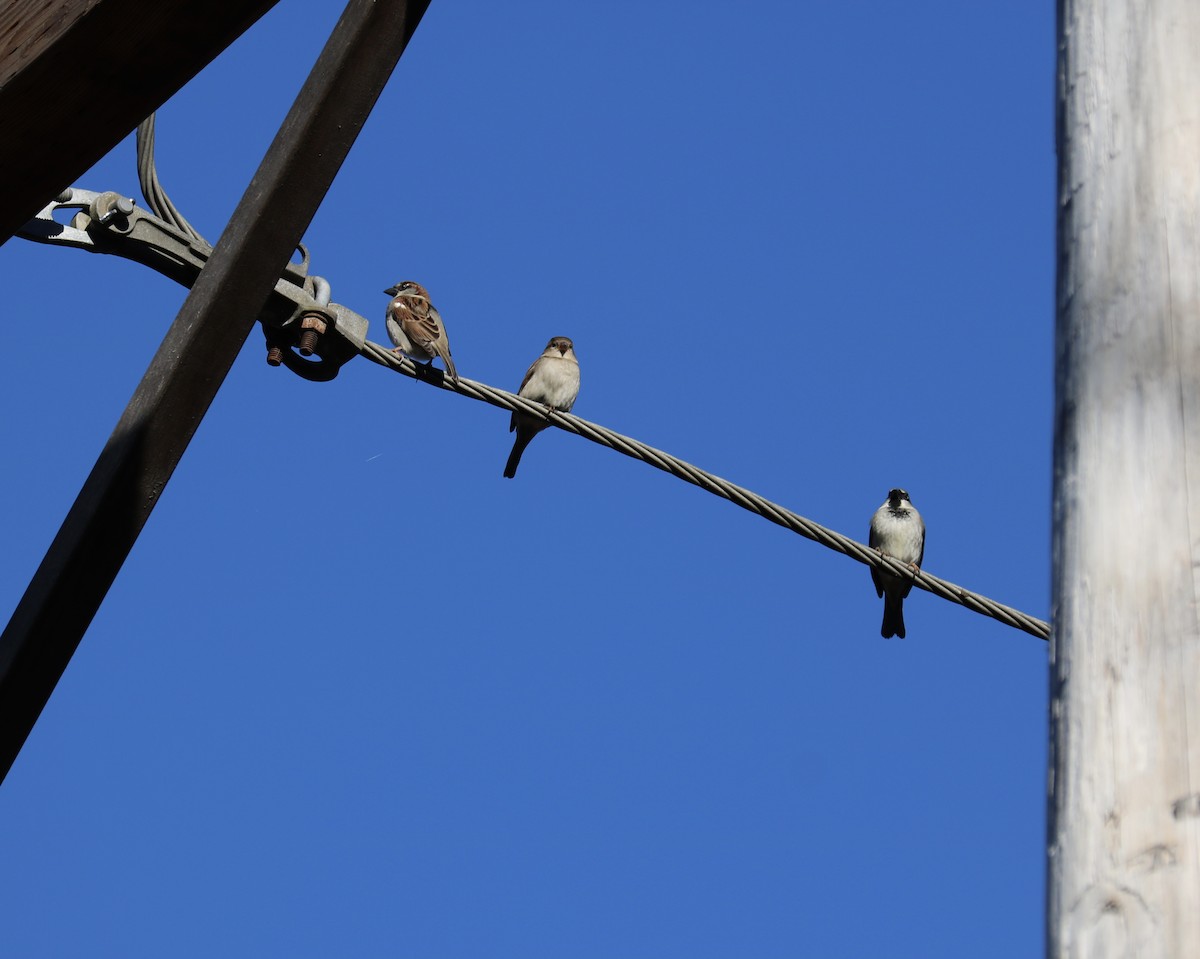 House Sparrow - ML645828849