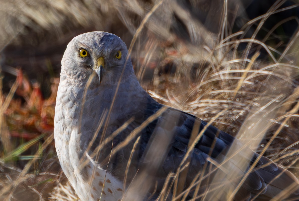 Northern Harrier - ML645828850