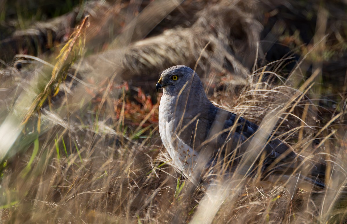 Northern Harrier - ML645828851