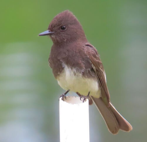 Black Phoebe - ML645828852