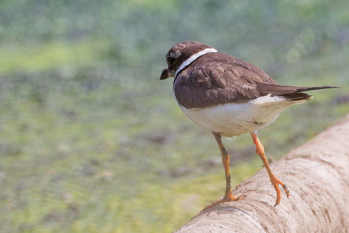 Common Ringed Plover - ML645828855