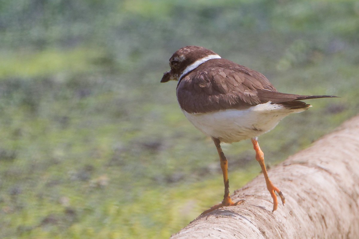 Common Ringed Plover - ML645828856