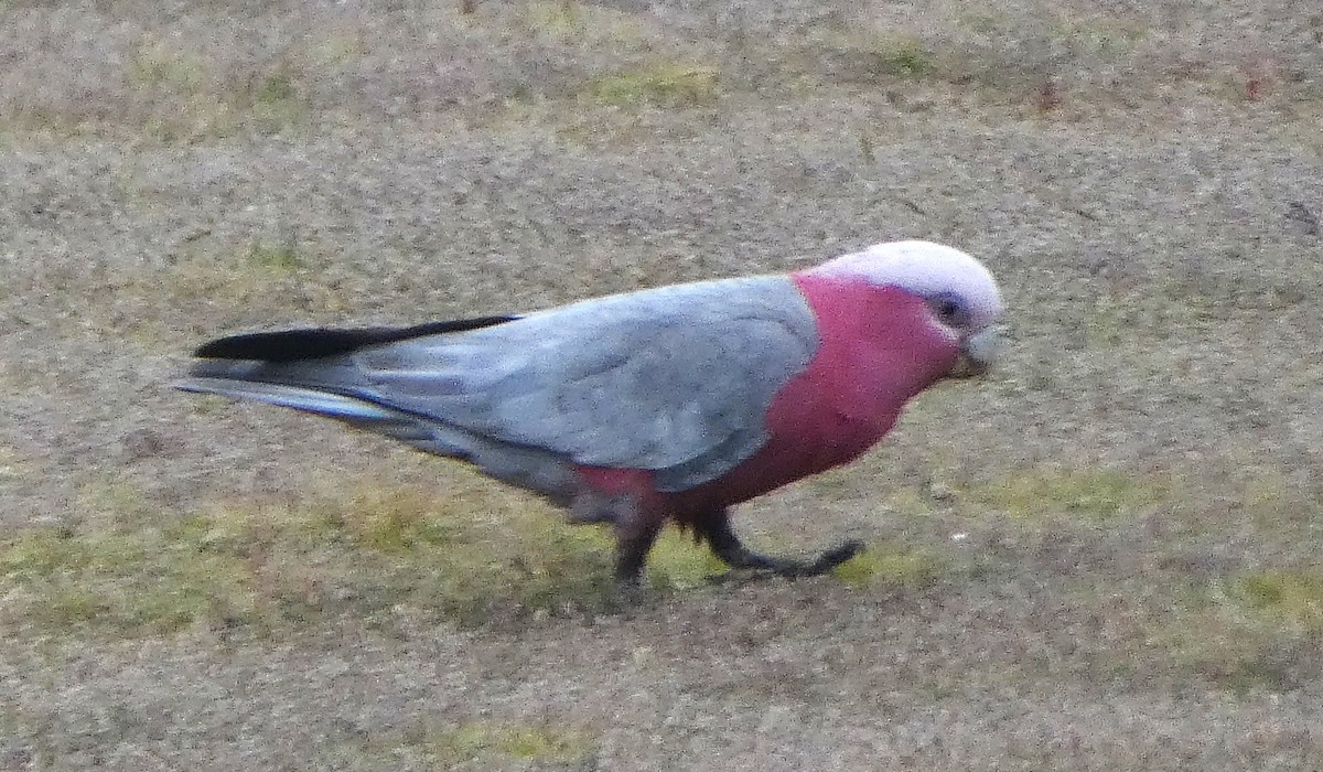 Galah - ML645828858