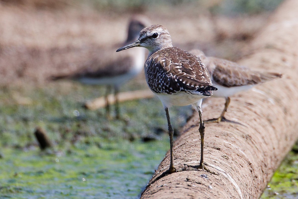 Wood Sandpiper - ML645828860