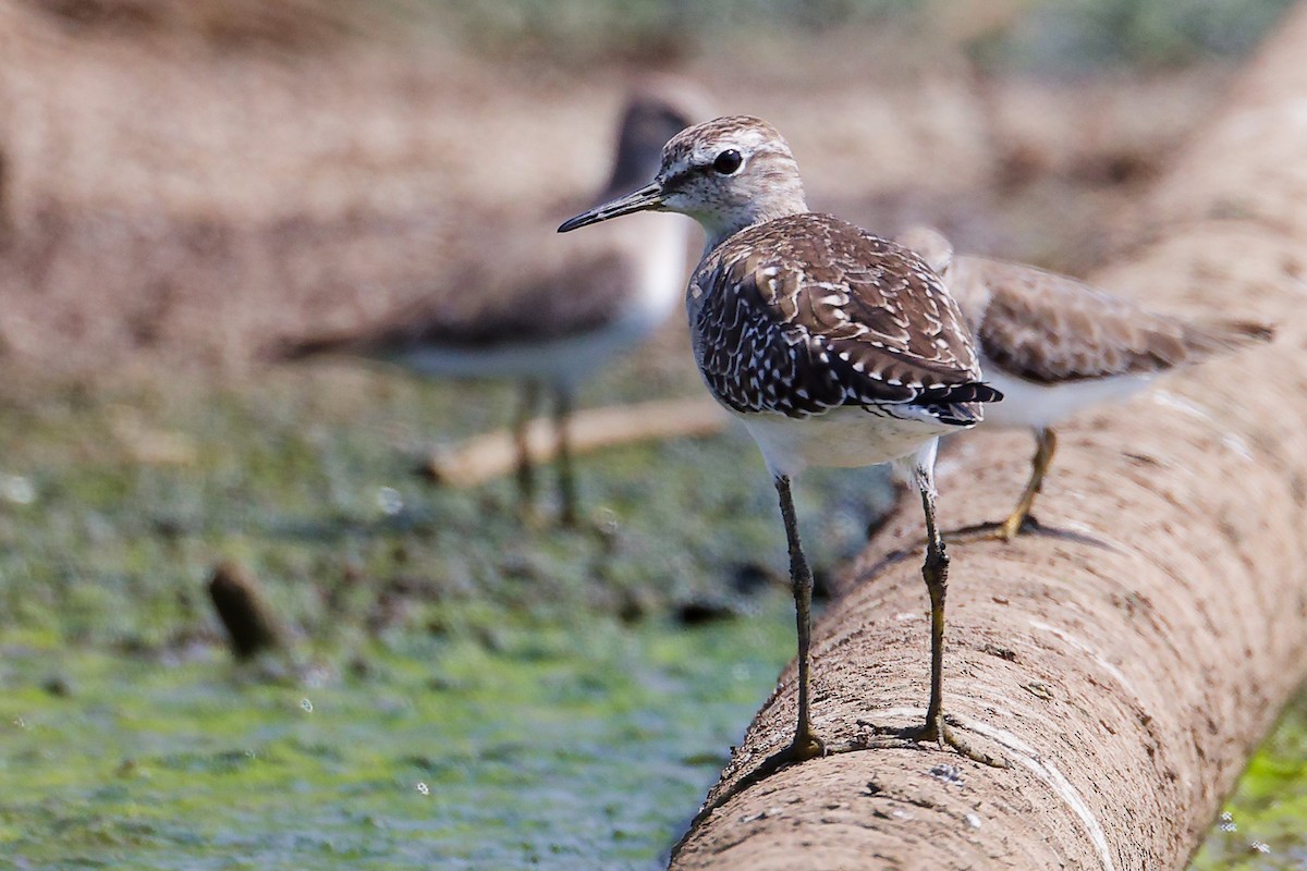 Wood Sandpiper - ML645828861