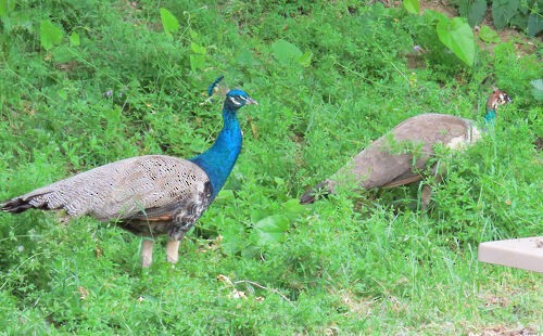Indian Peafowl - ML645828862