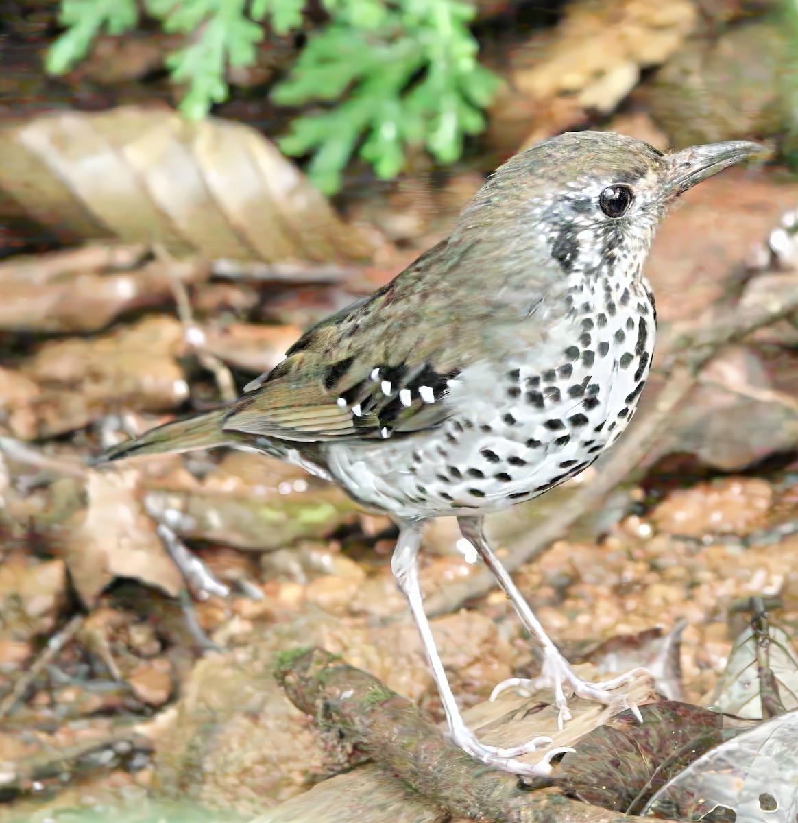 Spot-winged Thrush - ML645828865